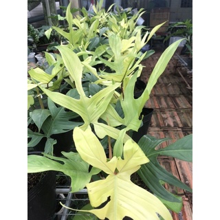 Chậu nhựa đen philodendron florida ghost