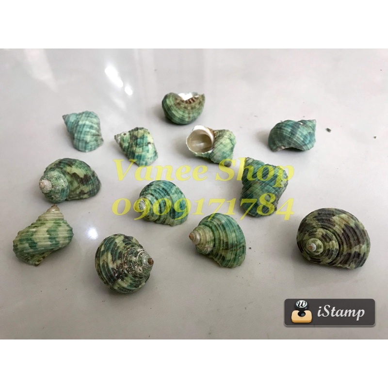 Vỏ ốc mặt trăng xanh 100gr