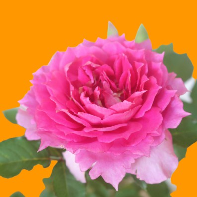 Cây hoa hồng ngoại Ramukan hoa màu hồng đậm