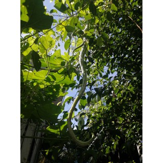 Hạt giống mướp rắn