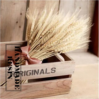 Hoa khô trang trí Resin - Bông lúa mì khô tự nhiên