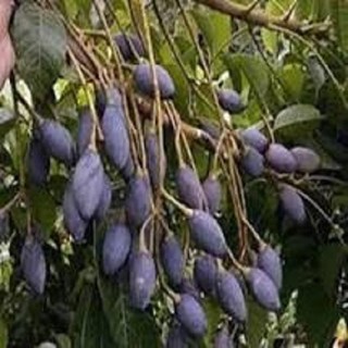 Cây trám đen ghép,chất lượng là uy tín