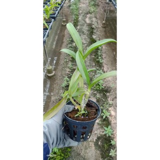 Hoa lan denro ngọc trai đen