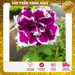 Bộ gói hạt giống dạ yến thảo