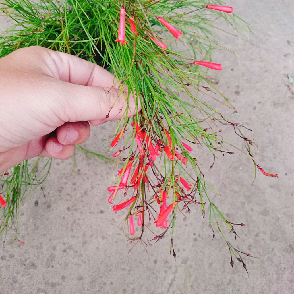 Cây Liễu Tường Hoa Đỏ - cây cảnh để bàn - caykiengsadec