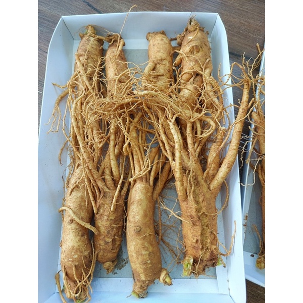 SÂM TƯƠI GÃY RỄ NGÂM MẬT ONG CHUẨN HÀN QUÔC _6 NĂM TUỔI