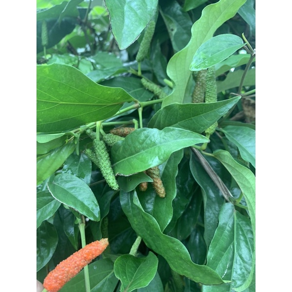 Tiêu lốp tươi khô loại 100g
