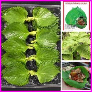 [ Hạt giống Rau] Gói 1g hạt giống rau thơm mè Sesame Hàn Quốc - Mina Shop