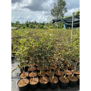 Cây 🌲 Nhãn xuồng tím đang trái
