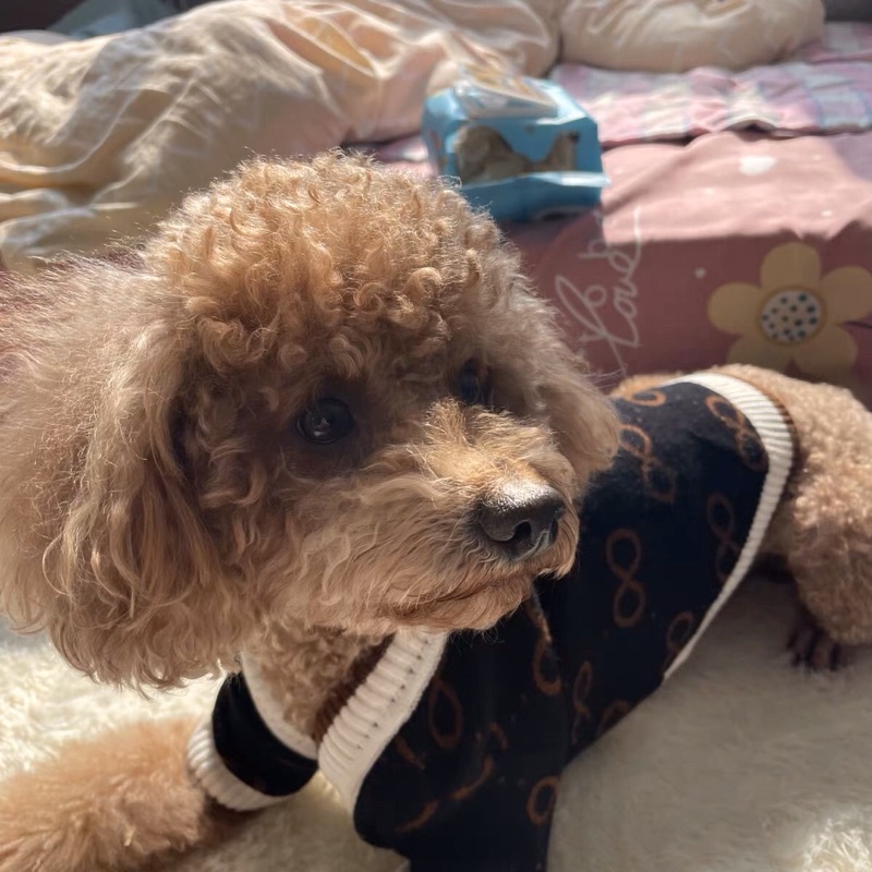 Áo cadigan len cài khuy cho chó mèo