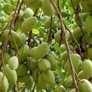 Chậu cây cà na thái, cây đẹp, gốc to, cao từ 120cm.