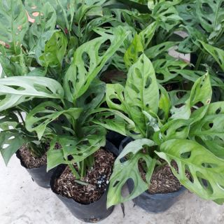 💚 Cây trầu bà lỗ💚