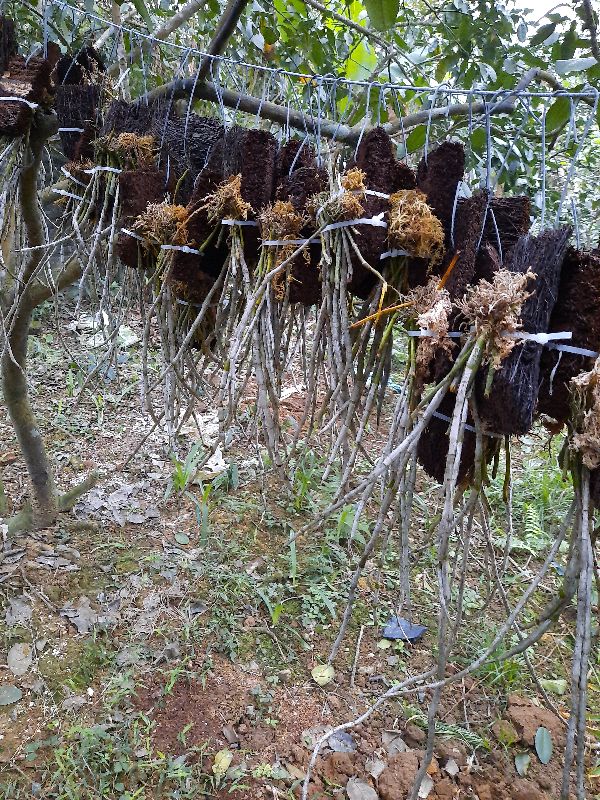 Hoa Phong Lan Hoàng Thảo Kèn