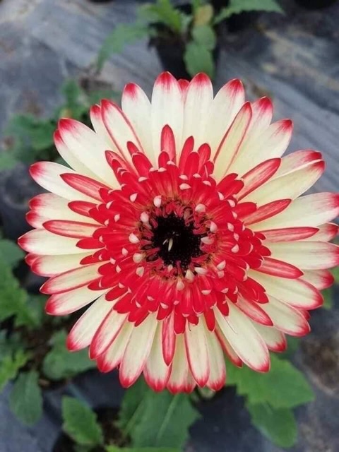 Cây hoa đồng tiền giống siêu đẹp