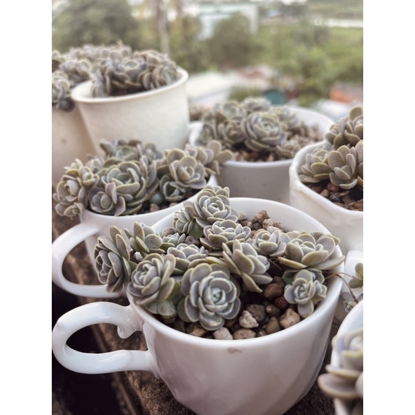 Sen đá dù tròn thuần xứ nóng kèm chậu sứ ngẫu nhiên