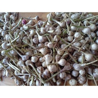 Dophuoc tỏi lý sơn