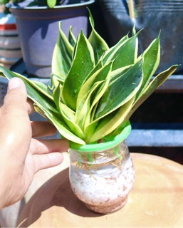 Lưỡi hổ thái thuỷ sinh