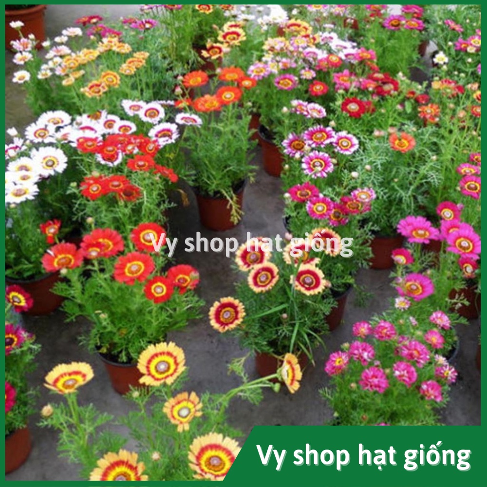 Hạt giống hoa cúc Joy  Thái Lan gói 400 hạt mix màu