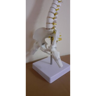 Mô hình cột sống 45cm
