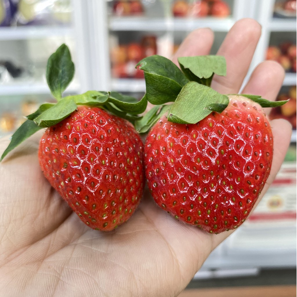 100 Hạt giống dâu tây đỏ quả to chịu nhiệt