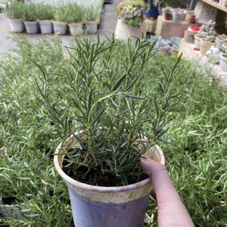 Cây hương thảo. Cây rosemary