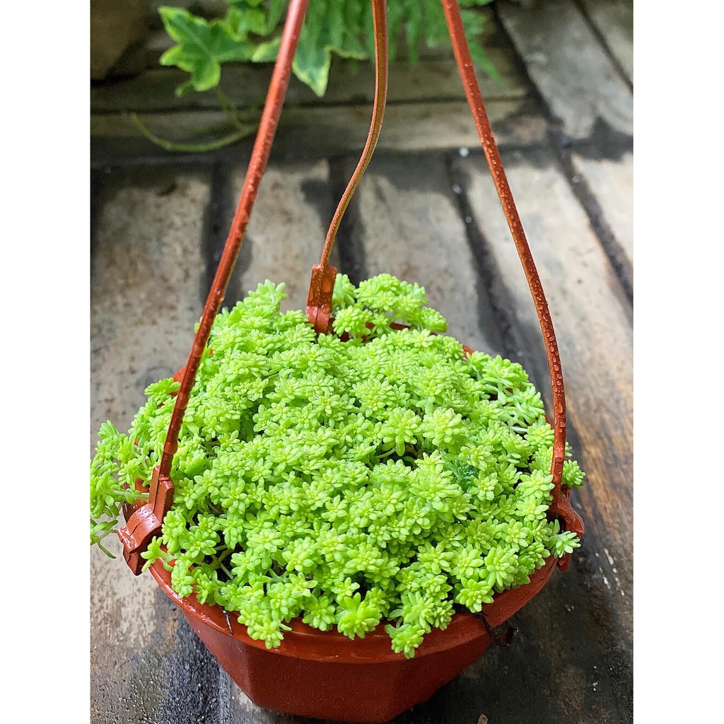 Cây Sedum japonicum ‘Tokyo Sun’ (Nhật Bản Cảnh Thiên) chậu nhựa treo