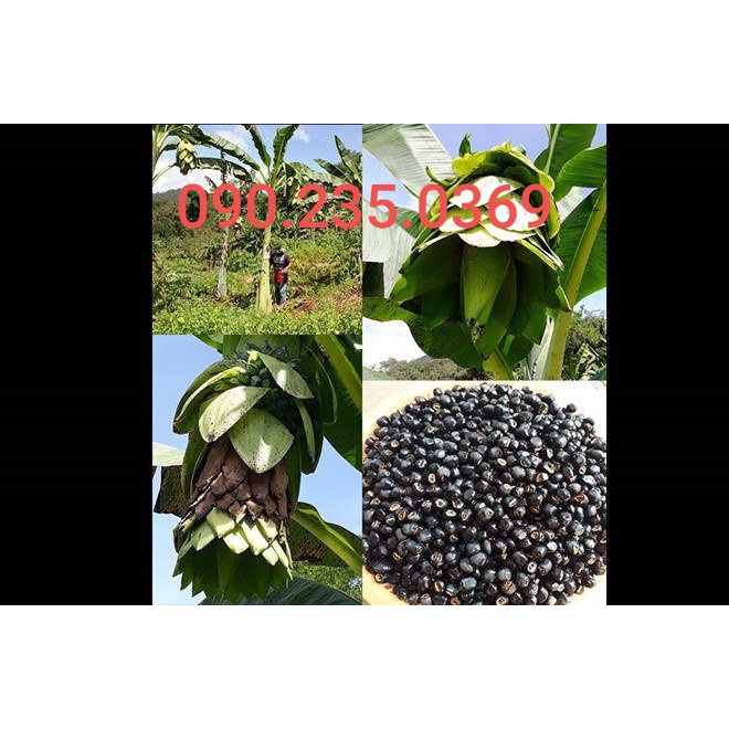 HẠT CHUỐI CÔ ĐƠN ( CHUỐI MỒ CÔI)