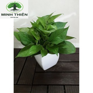 Cây Trầu bà để bàn Cây phong thủy
