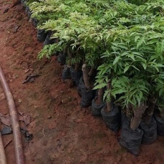 Cây giống Đinh lăng mua 20 cây tặng thêm 2 cây