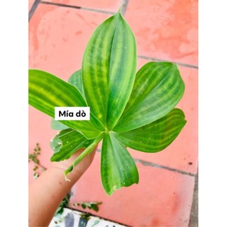 cây mía dò cát lồi