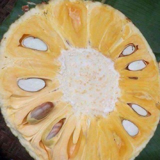 Giống Mít Thái siêu sớm