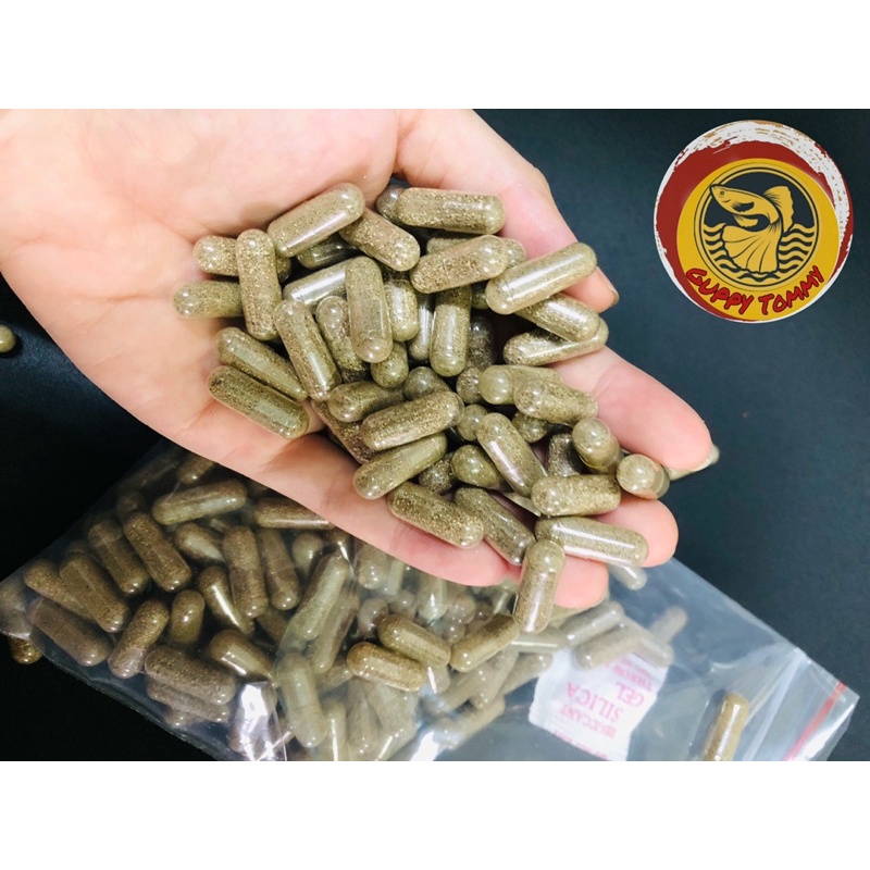 Artemia nước ngọt  nuôi sinh khối không cần sủi oxi