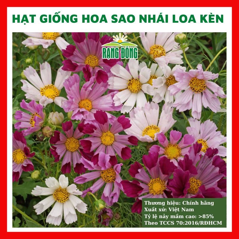 Hạt giống hoa sao nhái loa kèn - cánh bướm mix màu (đỏ, hồng, trắng) đẹp tỷ lệ nảy mầm cao dễ trồng 0.1gr RD870