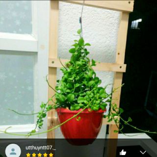 Chậu treo Đô La loại lớn