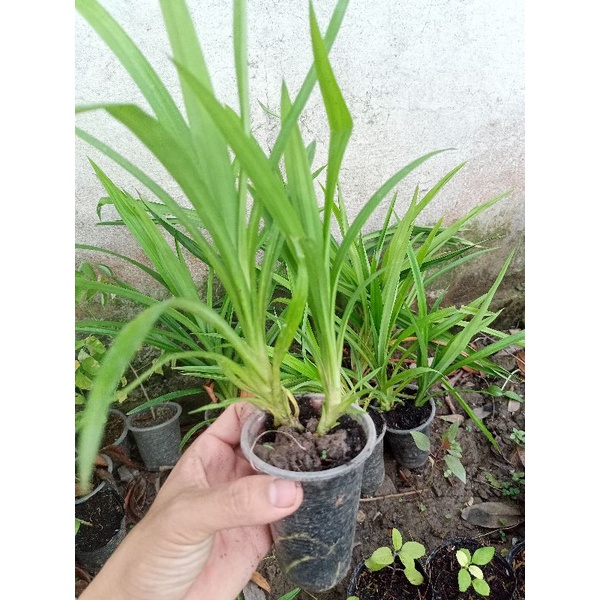 Bầu giống cây lá dứa , cây lá tám