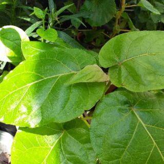 Cây cà chua thân gỗ