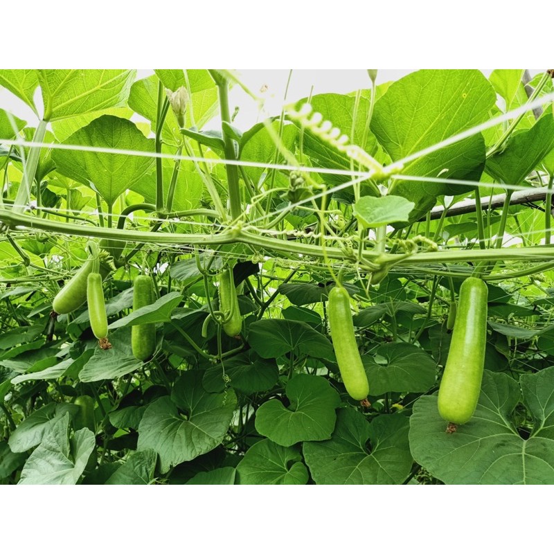 10H Hạt giống Bầu sao trái dài 30 - 40 cm cây khoẻ kháng bệnh chết dây