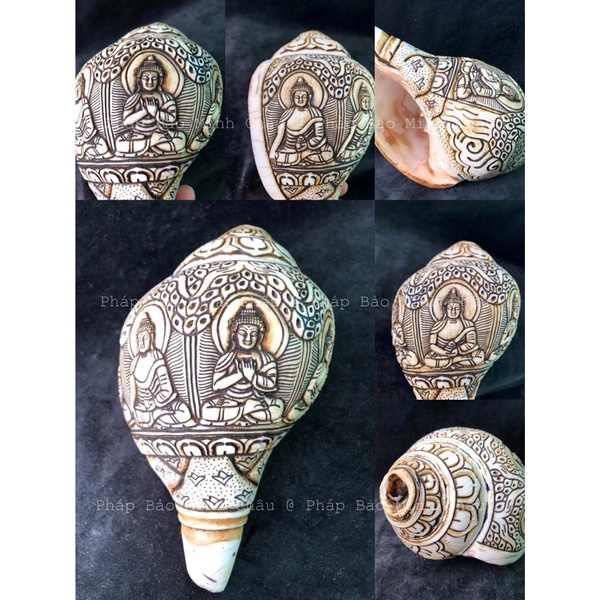 [PBMC] Ốc pháp loa trắng chạm nổi