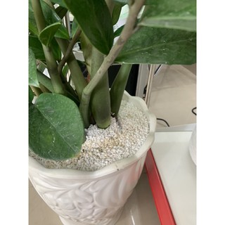Đá perlite - đá trân châu dùng trộn đất túi 5 lít