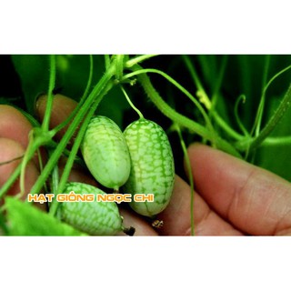 Hạt Giống Quả Dưa Hấu Mini - 10 Hạt