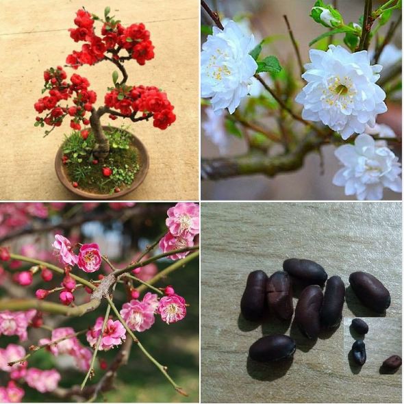 Hạt giống cây mai trung quốc nhiều màu hoa đỏ trắng hồng - Kèm 3 viên nén ươm hạt