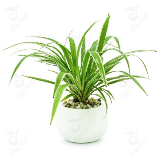 Cây cỏ nhện, cây dây nhện  - bầu đất, không chậu