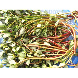 hạt giống rau sam- Rau củ quả trồng tại vườn, sân thượng, nông trang, ban công