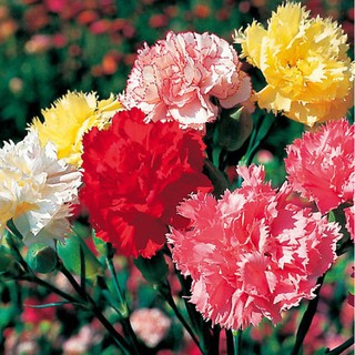 Hạt giống hoa cẩm chướng