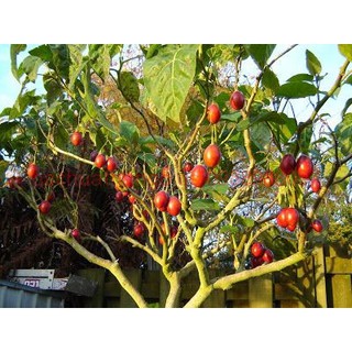 Hạt giống cà chua thân gỗ