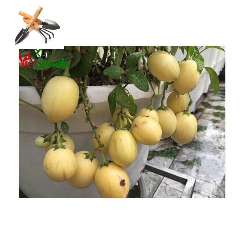 🌟Hạt Giống Dưa PEPINO F1🌟 Hạt Giống Độc Lạ Ăn Siêu Ngon TRỒNG HOA TẾT