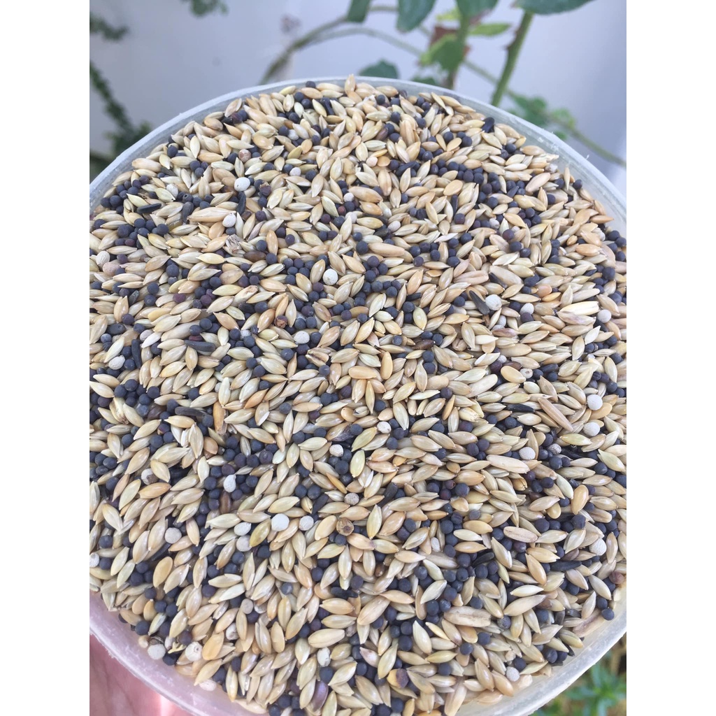 Hạt trộn Canarini T1 bao 20kg dành cho yến hot bị 1kg