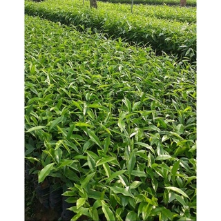 combo 3 ccây giống trầm hương (gió bầu)