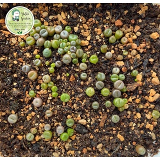 Túi 100 hạt giống Lithops , sen mông mix nhiều loại