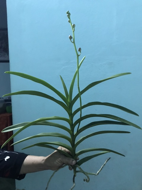 2 cây Lan mokara đang có vòi hoa-màu ngẫu nhiên